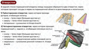Подмышечная полость: топографическая анатомия верхней конечности, топография подмышечной полости