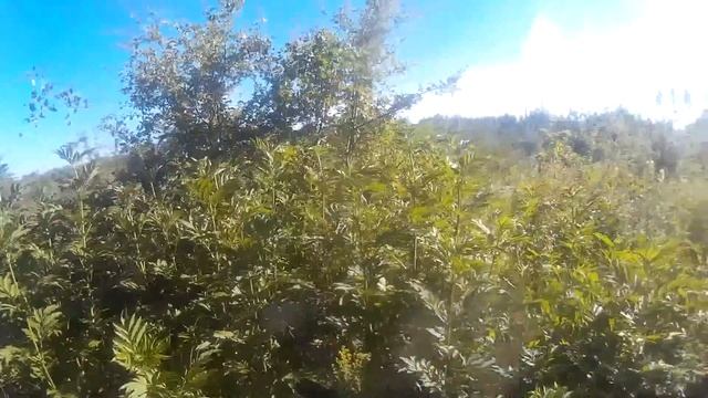 Двухдневный коп.Польско-Литовское серебро.хр деус и фортуна м2 №85 смотреть онлайн