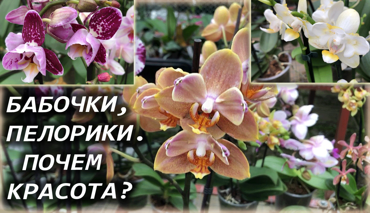 Нельзя пускать сюда орхоманьяков без присмотра! )) Брожу среди редкостей ?