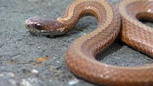 красная змея