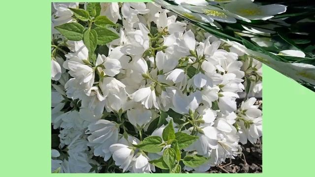 Чубушник (жасмин садовый) смотреть онлайн