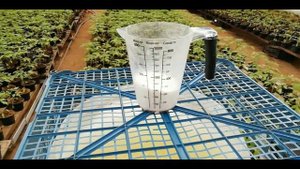 Томат Роял Пинк 5 дней до высадки в грунт