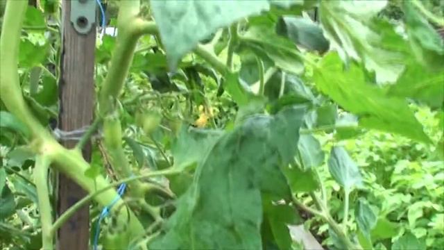 Томат Сладкий Касади черри томат сладкие гвоздики сосульки