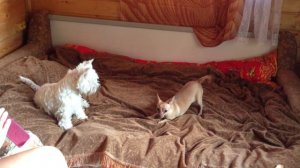 Собачьи игры, мини догонялки. Funny dogs friends. Забавные животные, той терьер