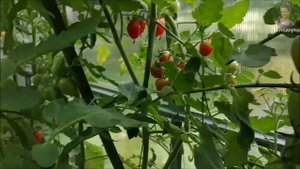 Урожайные сорта помидор для теплицы. Результаты выращивания томатов.