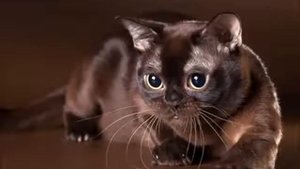 Кошки породы Бурма - очарование Востока