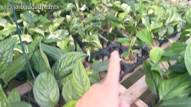 POV plant shopping at Ecuagenera California смотреть онлайн