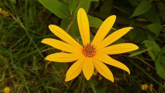 Желтые,красивые летние цветы ,крупный план, красивая природа в 4К,очень красивые цветы смотреть онлайн