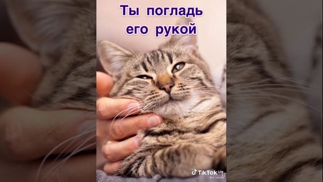 Стих про кота