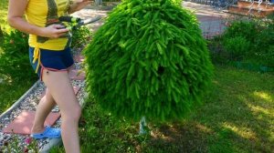 ШАРЫ из ХВОЙНЫХ на ДАЧЕ