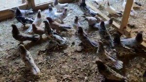 Бакинские широкохвостые мраморные голуби.Baku pigeon 2020/