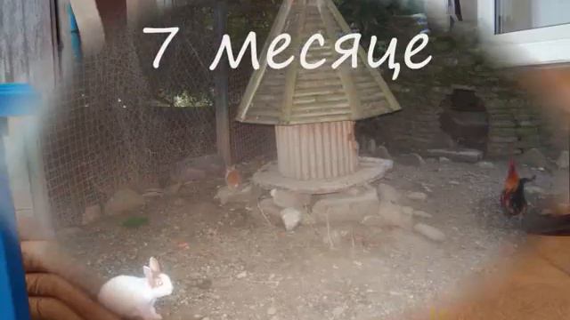 Кино про Церру смотреть онлайн