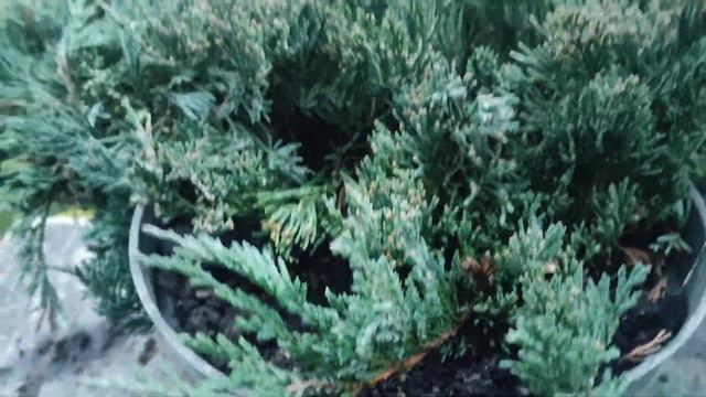 Можжевельник Айс Блю (Ice Blue) посадка и уход . смотреть онлайн