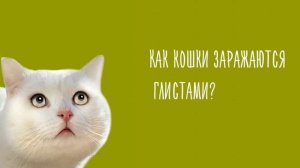 Глисты у кошек.