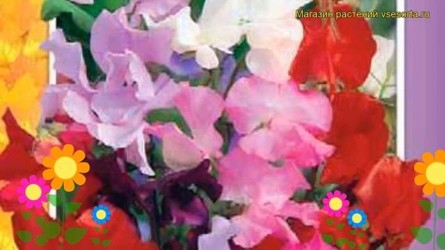 Душистый горошек Ройял микс. Краткий обзор, описание характеристик, где купить семена смотреть онлайн