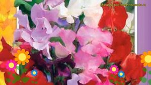 Душистый горошек Ройял микс. Краткий обзор, описание характеристик, где купить семена