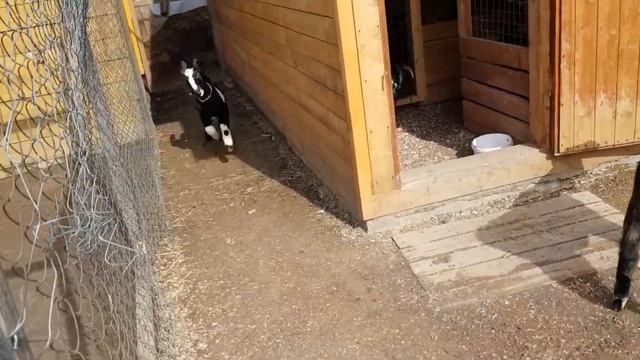 Нубийские козлики, вот такие мы уже выросли.