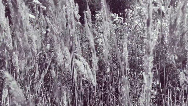 Променад - Жемчужина в цветке лотоса смотреть онлайн