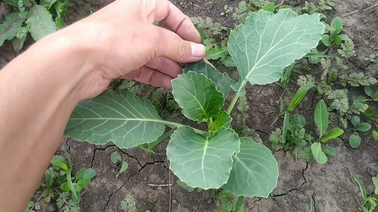 ДЕРЕВЕНСКАЯ ЖИЗНЬ ОДИНОКОЙ ЖЕНЩИНЫИЗ ГОРОДА в ДЕРЕВНЮ/Как я посадила картошку без слёз не взглянешь смотреть онлайн