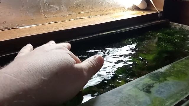 5 Зеленейших аквариумов без CO2 и удобрений, от Аквариумиста из СССР. 2я Часть блокбастера. смотреть онлайн