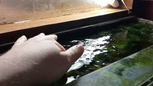 5 Зеленейших аквариумов без CO2 и удобрений, от Аквариумиста из СССР. 2я Часть блокбастера.