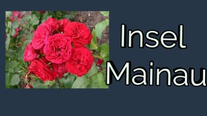 Флорибунда Insel Mainau