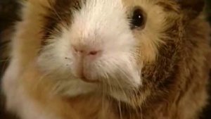 Жил-был хомяк. 8 серия. Золотой цветок