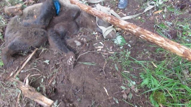 Освободили от петли, прокололи антибиотики и обработали ранки. Наталия как всегда на супер высоте!! смотреть онлайн