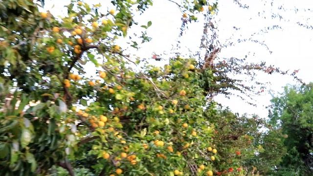 Отдых в ТУРЦИИ 2021 ? Цены Погода КАШ Калкан ЧТО СЕЙЧАС ПРОИСХОДИТ В ТУРЦИИ? Новые правила смотреть онлайн