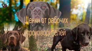 Курцхаар Москва