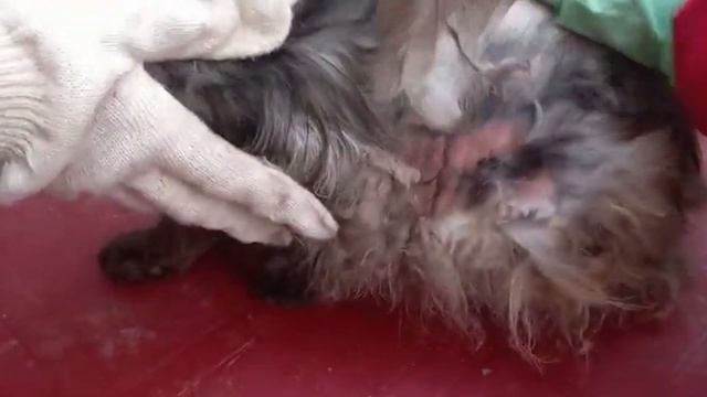 НЕ ДЛЯ СЛАБОНЕРВНЫХ ! Спасение животных