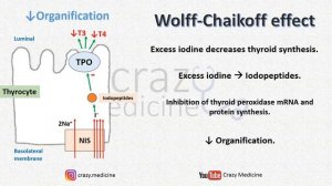 Wolff-Chaikoff and Jod-Basedow Effects