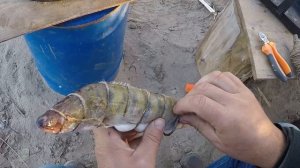 Копчение судака