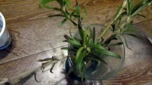 Размножение розмарина черенками/Propagation of rosemary from cuttings