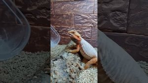 Бородатая Агама ест саранчу и мраморных тараканов