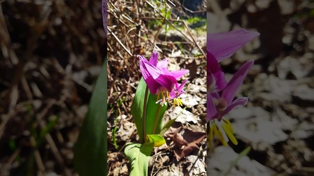 Кандык сибирский - Erythronium sibiricum 21.05.23