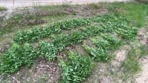 Крапива для кур. Заготовка на зиму. Веники из крапивы.