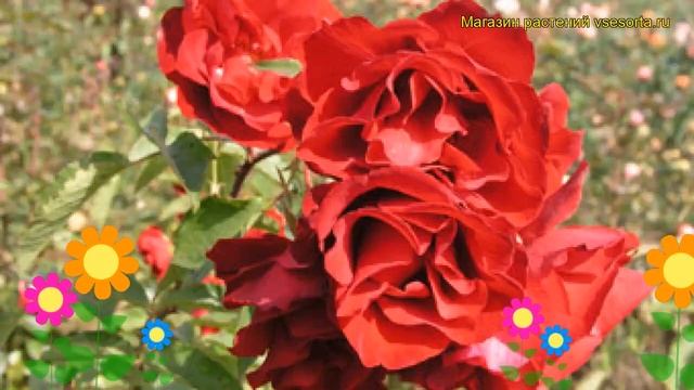 Роза кустовая Кастелла. Краткий обзор, описание характеристик, где купить саженцы Castella смотреть онлайн