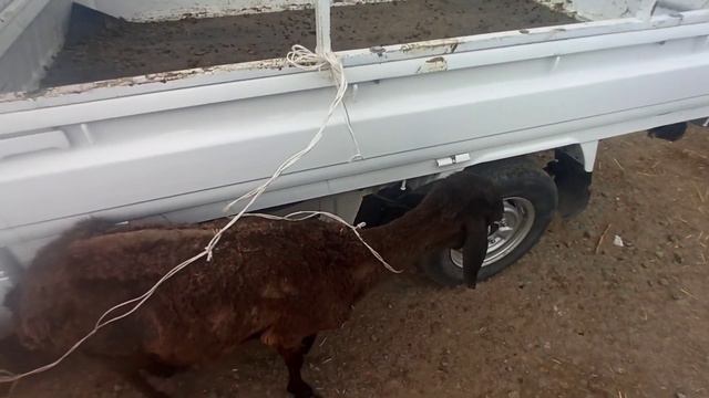 25-ИЮНЬ 2023/ХОЖЕЛИ МАЛ БАЗАР/ АНГУС/СКОТНЫЙ РЫНОК/БУКА/КОЙ/ОВЦА/BIGGEST BULLS IN the WORLD