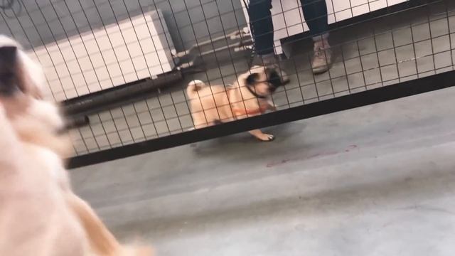 Как мы с Тимми сходили на фестиваль Petshop Days 2018 смотреть онлайн