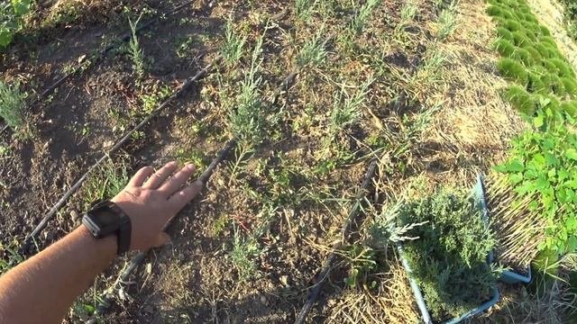 Когда высаживать укорененные черенки декоративных растений? Самый благоприятный период года.