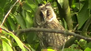 Long-eared Owl - Ransuil - ( 03 )