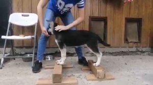 Подготовка щенка к выставке. Учим стойку.