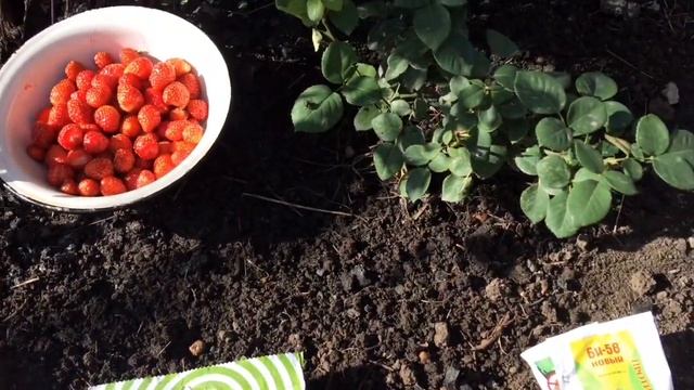 Розы-осеняя искореняющая обработка железным купоросом;Опрыскивание медьсодержащими препаратами?? смотреть онлайн