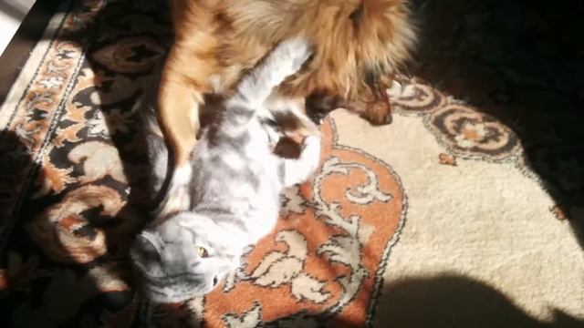 Котэ вислоухая,и тибетский спаниель! смотреть онлайн