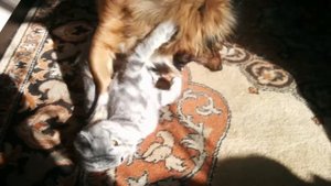 Котэ вислоухая,и тибетский спаниель!