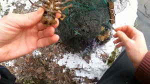 ЛОВЛЯ РАКОВ В КОНЦЕ НОЯБРЯ! ЭФФЕКТИВНАЯ ПРИМАНКА ТВОРИТ ЧУДЕСА! ПРОВЕРКА КИТАЙСКОЙ РАКОЛОВКИ!