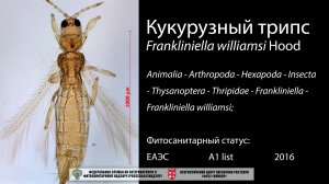 Кукурузный трипс  (Frankliniella williamsi Hood)