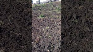 обзор сортов малины на размножении/амира/делнива/прималба/мапема/гудесголд/энросодира.