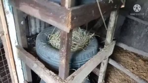 Гнёзда из автомобильных покрышек